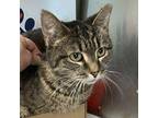 Isabel Domestic Shorthair Adult Female