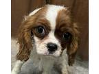 Iconic Nora Cavalier King Charles Spaniel Puppy Female