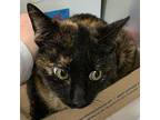 Piper Domestic Shorthair Adult Female