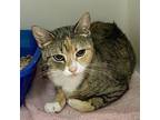 Daisy Mae Domestic Shorthair Adult Female