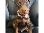 Doberman Pinscher Puppy for sale in Ellenville, NY, USA