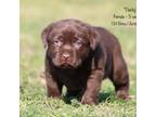 Labrador Retriever Puppy for sale in Red Bud, IL, USA