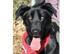 Jedi Labrador Retriever Young Male