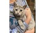 Noelle Domestic Shorthair Female