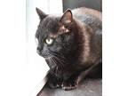 Captain Jack Domestic Shorthair Adult Male