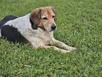 Zeniba Beagle Adult Female