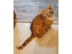 Boy George Domestic Shorthair Adult Male