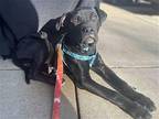 DEXTER Labrador Retriever Young Male