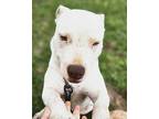 Quartz American Pit Bull Terrier Adult Female