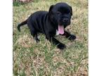 Staffordshire Bull Terrier Puppy for sale in Dawsonville, GA, USA