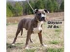Grayson Mixed Breed (Medium) Young Male