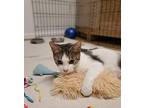 Lizzy Caplan Domestic Shorthair Adult Female