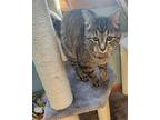 Scout Domestic Shorthair Adult Female