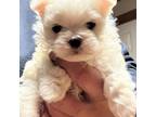 Maltese Puppy for sale in Pekin, IN, USA