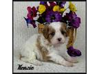 Cavapoo Puppy for sale in Kokomo, MS, USA
