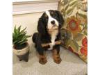 Bernese Mountain Dog Puppy for sale in Myerstown, PA, USA