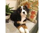 Bernese Mountain Dog Puppy for sale in Myerstown, PA, USA