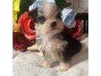 Yorkshire Terrier Puppy for sale in Elgin, SC, USA
