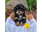 Bernese Mountain Dog Puppy for sale in Thomasville, PA, USA