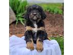 Bernese Mountain Dog Puppy for sale in Thomasville, PA, USA