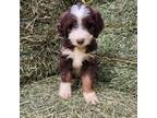 Aussiedoodle Puppy for sale in Dallas, TX, USA