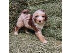 Aussiedoodle Puppy for sale in Dallas, TX, USA