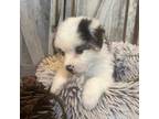 Mutt Puppy for sale in Pioche, NV, USA