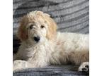 Goldendoodle Puppy for sale in Fort Collins, CO, USA