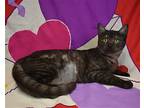 Prima, Domestic Shorthair For Adoption In Youngtown, Arizona