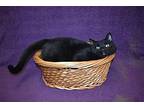 Jaskier, Domestic Shorthair For Adoption In Youngtown, Arizona