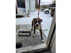 Phoenix, American Pit Bull Terrier For Adoption In Lunenburg, Vermont
