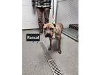 Rascal, American Pit Bull Terrier For Adoption In Lunenburg, Vermont