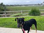 Coco, Doberman Pinscher For Adoption In Escondido, California