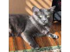 Melo, Domestic Mediumhair For Adoption In Dallas, Texas