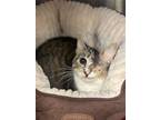 Bella (blind), Domestic Shorthair For Adoption In Bowling Green, Kentucky
