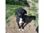 Melody, Labrador Retriever For Adoption In Dallas, Texas