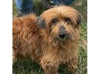 Adriam, Dachshund For Adoption In Locust Fork, Alabama