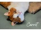 Carrot, Domestic Shorthair For Adoption In Lindsay, Ontario