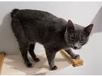 Loreal, Domestic Shorthair For Adoption In Washington Grove, Maryland