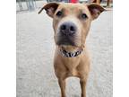Hazel, American Pit Bull Terrier For Adoption In Wheaton, Illinois