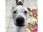 Sassy, American Pit Bull Terrier For Adoption In Wheaton, Illinois