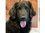 Blackie, Flat-coated Retriever For Adoption In Louisville, Kentucky