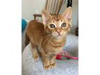 Lucas, Domestic Shorthair For Adoption In Goodyear, Arizona