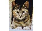 Torry, Domestic Shorthair For Adoption In Battle Ground, Washington