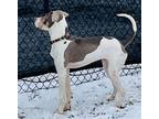 Blaze, American Pit Bull Terrier For Adoption In Kokomo, Indiana