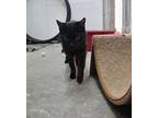 Macavity, Domestic Shorthair For Adoption In Missoula, Montana