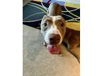 Clyde, American Pit Bull Terrier For Adoption In Fort Worth, Texas