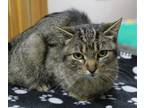 Catfish, Domestic Shorthair For Adoption In Portage, Wisconsin