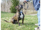 Dakota, American Pit Bull Terrier For Adoption In Ann Arbor, Michigan