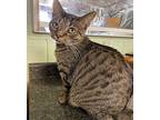 Tiger, Domestic Shorthair For Adoption In Athens, Tennessee